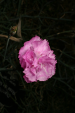Dianthus 'Rose de Mai' RCP5-2012 102.JPG